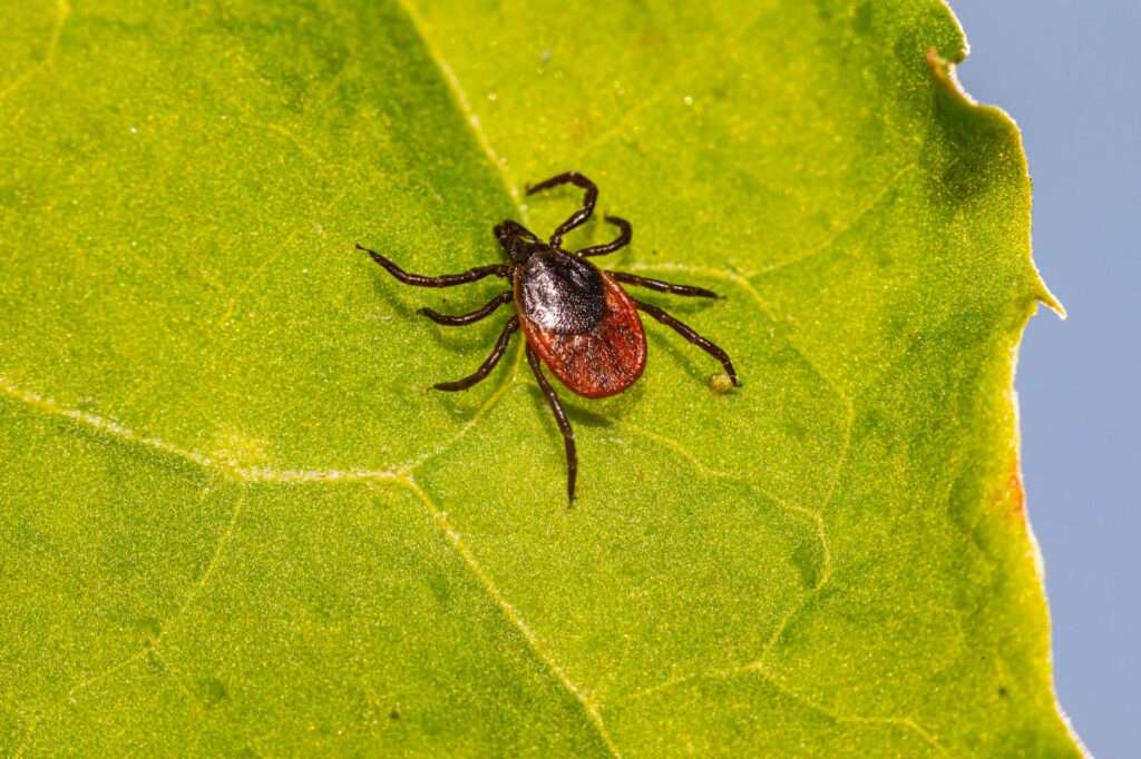 Tick-Borne Diseases